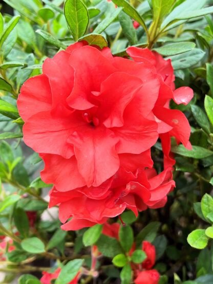 Close-up of red flowers surrounded by green leaves