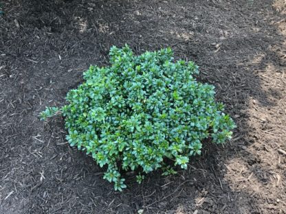 Small, compact, evergreen shrub with tiny leaves planted in mulched bed