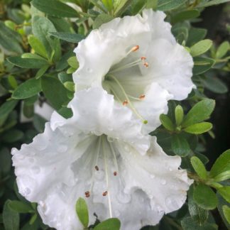 Close-up of white azalea flowers surrounded by green leaves