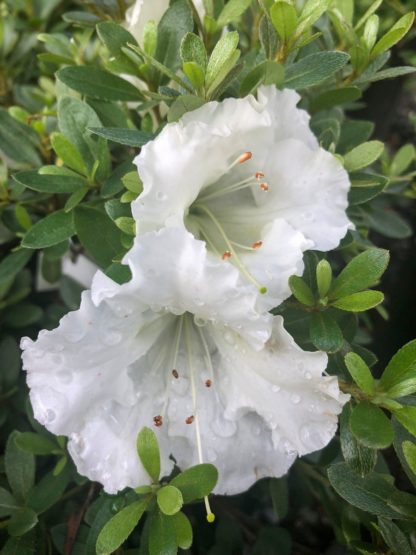 Close-up of white azalea flowers surrounded by green leaves