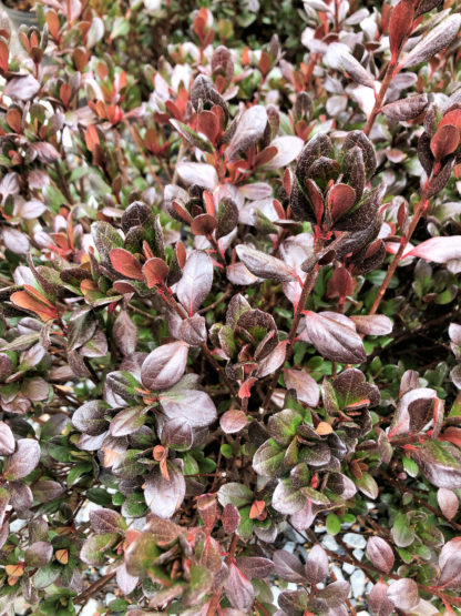 Detail of purplish-red leaves