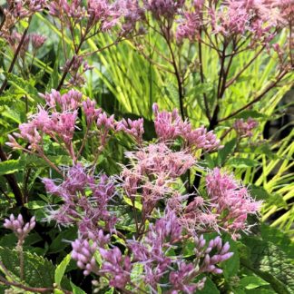 Close-up of large pink flowers in meadow