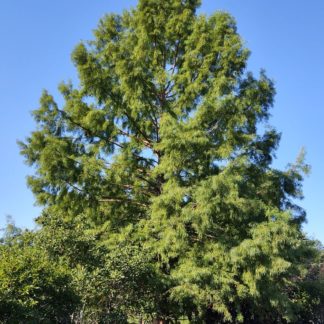 Mature shade tree in lawn with blue sky