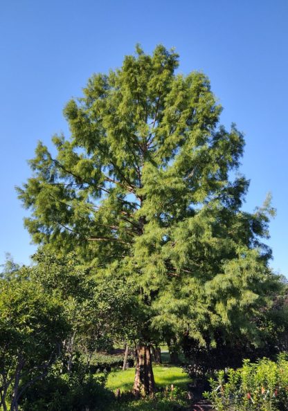 Mature shade tree in lawn with blue sky