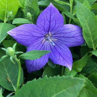Five petaled blue flower surrounded by green leaves and buds