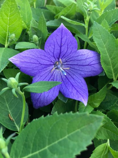 Five petaled blue flower surrounded by green leaves and buds