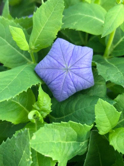 Large blue flower bud in the shape of a star surrounded by green leaves