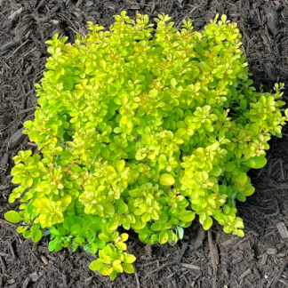 Compact shrub with small, bright lemon-yellow leaves planted in brown mulch