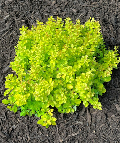Compact shrub with small, bright lemon-yellow leaves planted in brown mulch
