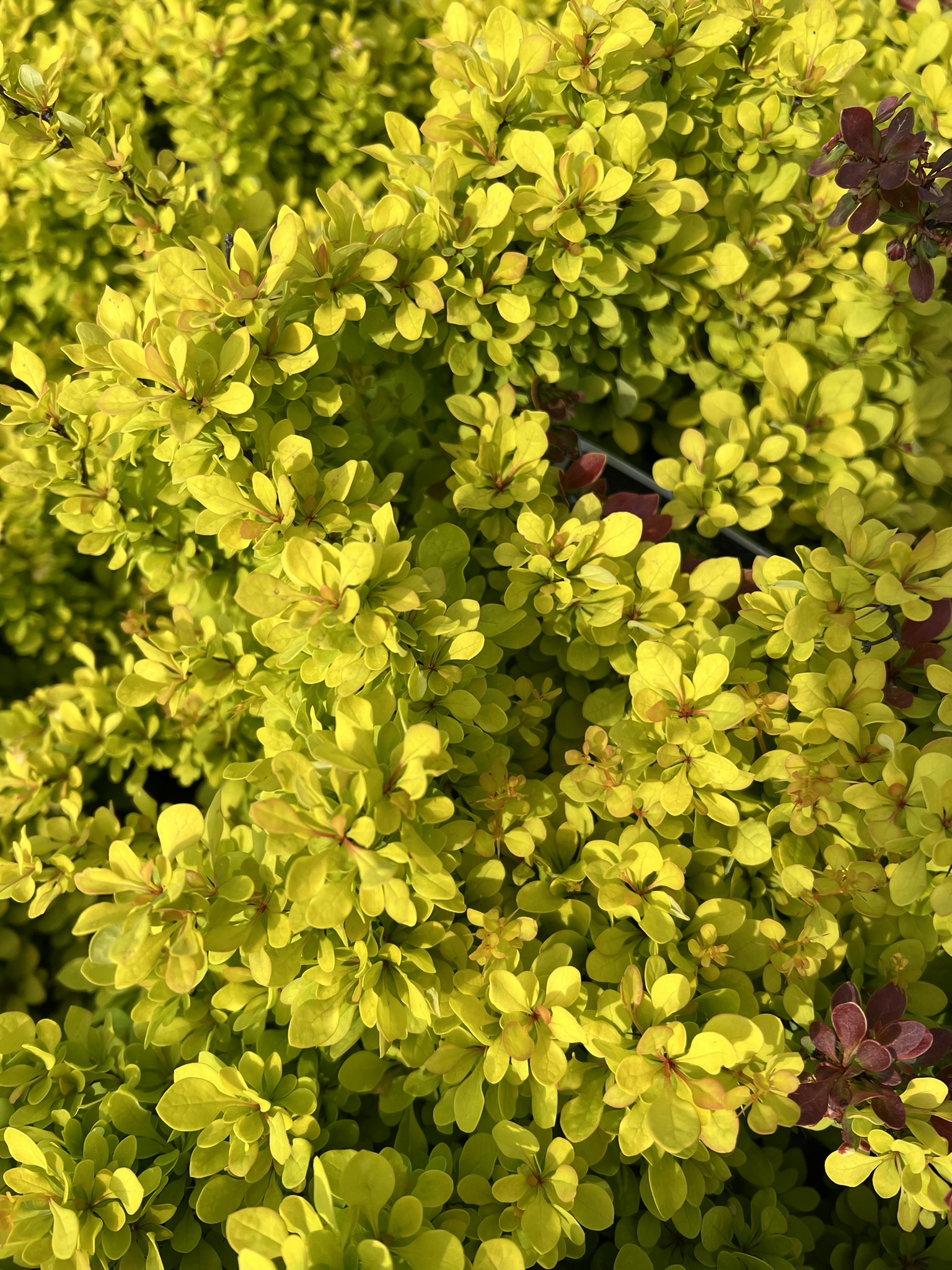 Barberry Sunjoy® Mini Saffron - Image 3