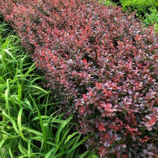 Row of red-leaved shrubs planted in-between a row of green shrubs and green grasses
