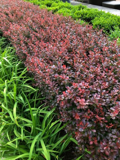 Row of red-leaved shrubs planted in-between a row of green shrubs and green grasses