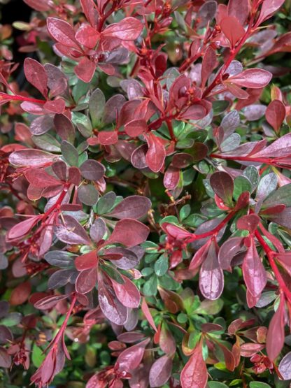 Close-up of red and green leaves