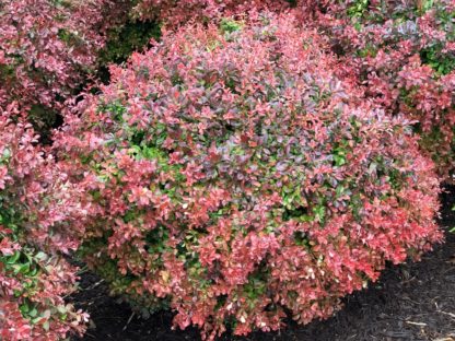 Small round shrub with red and green leaves planted in mulch