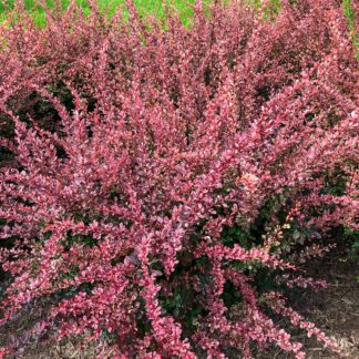 Close-up of row of shrubs with reddish-pink leaves