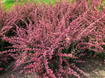 Close-up of row of shrubs with reddish-pink leaves