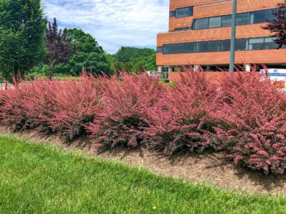 Row of shrubs with red leaves planted by a building
