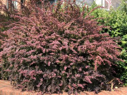 Large shrub with red leaves in garden