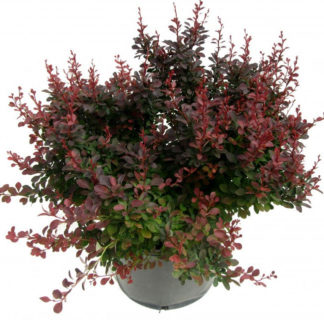 Small barberry shrub with red leaves in black pot