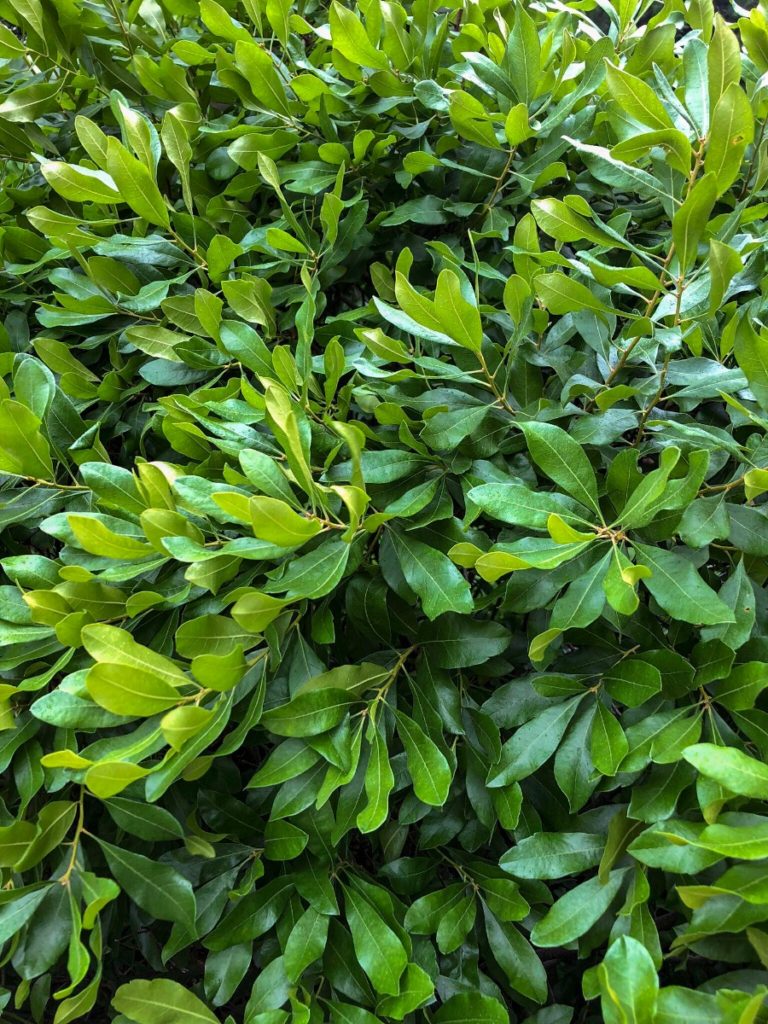Buy Northern Bayberry Shrubs Online Stadler Nurseries