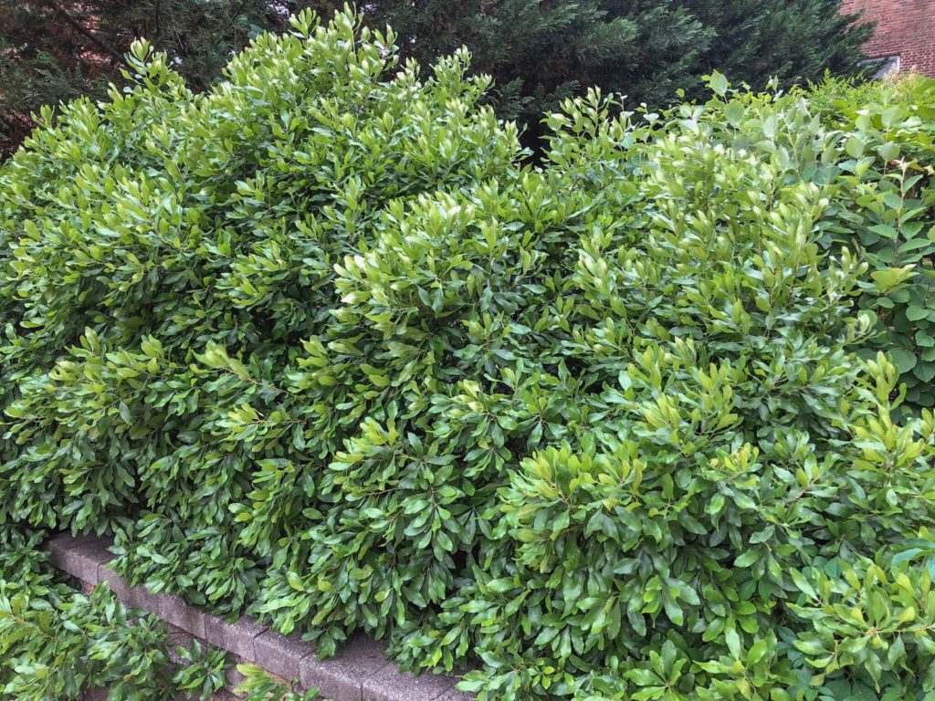 Buy Northern Bayberry Shrubs Online Stadler Nurseries
