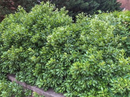 Row of large shrubs with shiny, olive-green leaves planted above a wall