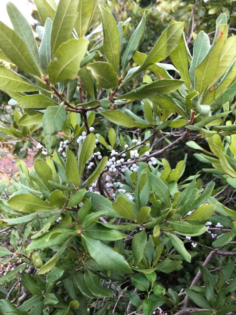 Buy Northern Bayberry Shrubs Online Stadler Nurseries