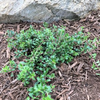 Ground cover with small, shiny leaves planted in mulch next to rock