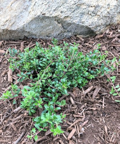 Ground cover with small, shiny leaves planted in mulch next to rock