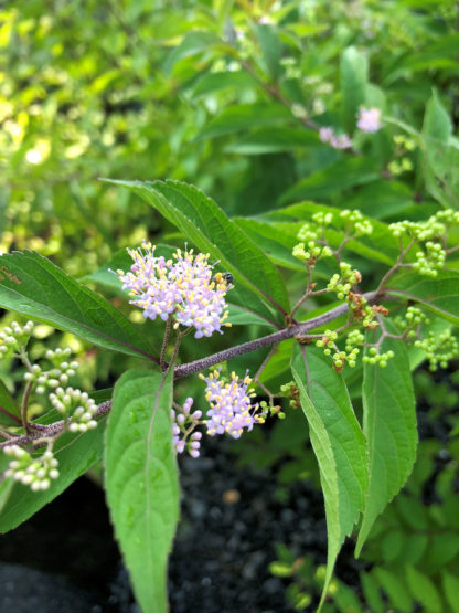 Close-up of very light-pink and green flower buds