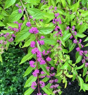 Branches with green leaves and rows of small, bright-purple berries lining the stems