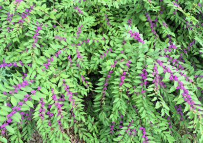 Branches with green leaves and rows of small, bright-purple berries lining the stems