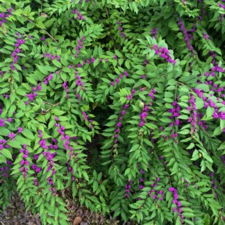 Branches with green leaves and rows of small, bright-purple berries lining the stems