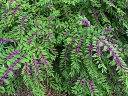 Branches with green leaves and rows of small, bright-purple berries lining the stems