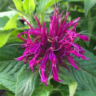 Spider-shaped, bright-purple Monarda flower surrounded by green leaves