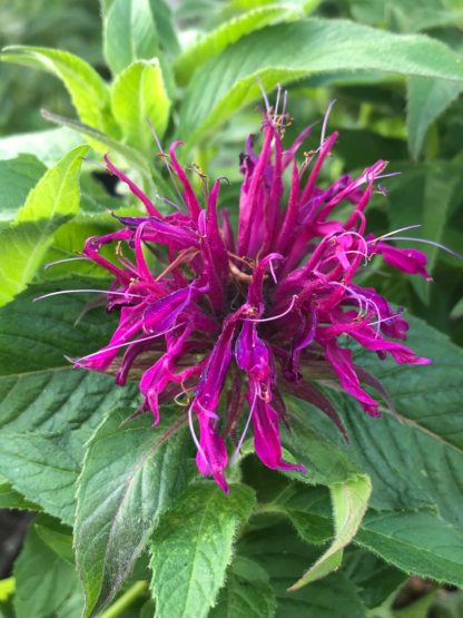 Spider-shaped, bright-purple Monarda flower surrounded by green leaves