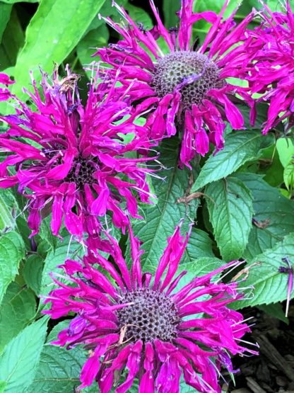 Spider-shaped, bright-purple Monarda flowers surrounded by green leaves