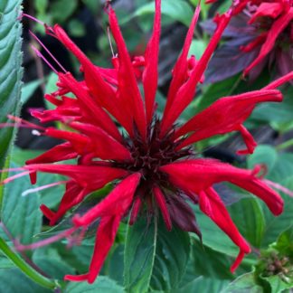Spider-shaped, red Monarda flower surrounded by green leaves