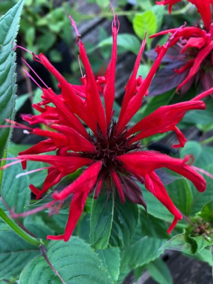 Spider-shaped, red Monarda flower surrounded by green leaves