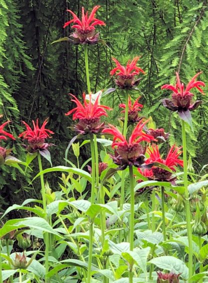Red, spider-shaped flowers blooming on top of tall stems in garden