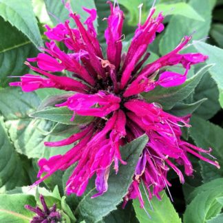 Spider-shaped, bright-purple Monarda flower surrounded by green leaves