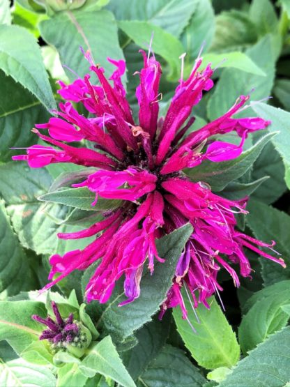 Spider-shaped, bright-purple Monarda flower surrounded by green leaves