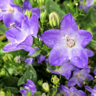 Many five-petal, star-shaped, blue flowers blooming on top of green foliage