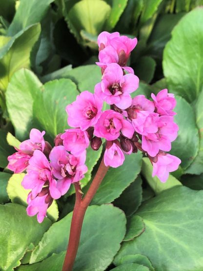 Clusters of small pink flowers on tall reddish stem blooming above green foliage