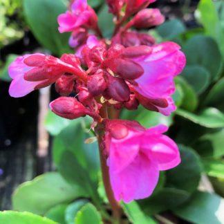 Close-up of clusters of small pink flowers on tall reddish stem blooming above green foliage