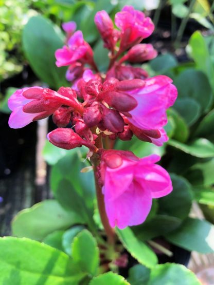 Close-up of clusters of small pink flowers on tall reddish stem blooming above green foliage