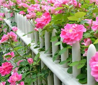 Stadler Nurseries: Your Local Shrub Nursery With More