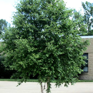 Mature tree with multiple trunks, exfoliating bark and small green leaves planted in garden