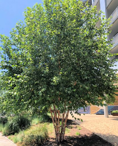 Mature tree with multiple trunks, exfoliating bark and small green leaves planted in garden