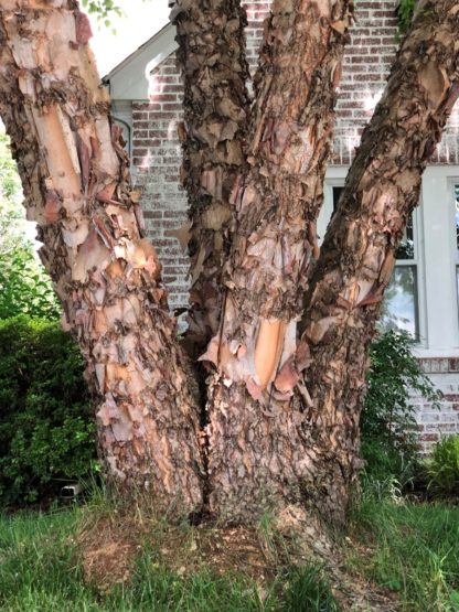 Close-up of four tree trunks with exfoliating bark planted in the ground next to a house